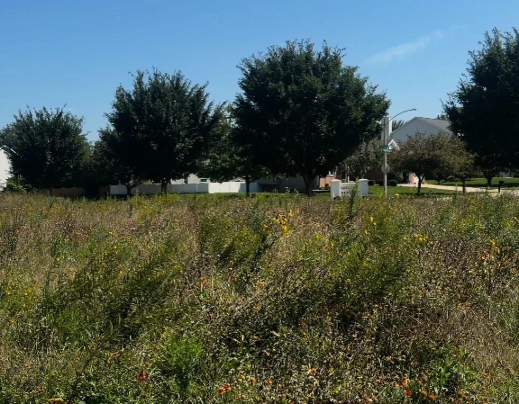 A prairie with with wildflowers, grass and trees.
